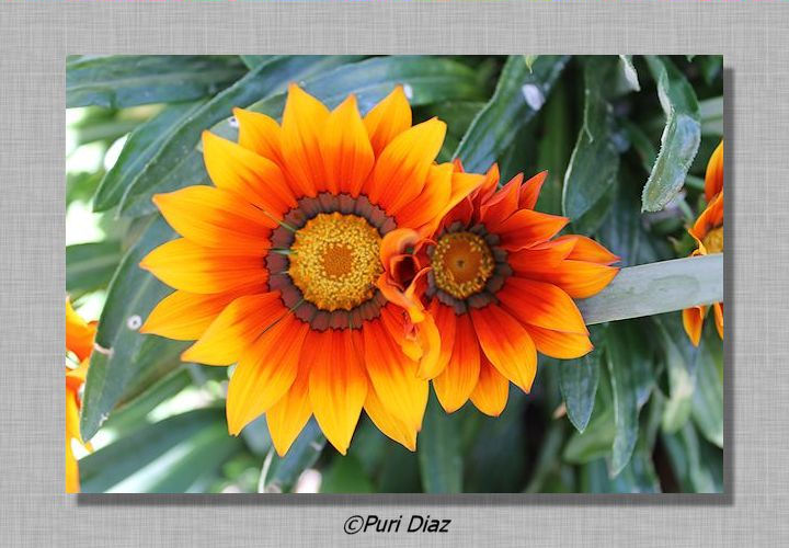 gazanias+reflex+16+abril+2012+(2).JPG