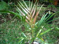 GBPIX_vignette_179537.jpg
