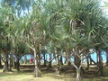 GBPIX_vignette_207118.jpg