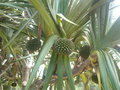 GBPIX_vignette_207119.jpg