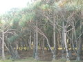 GBPIX_vignette_207120.jpg