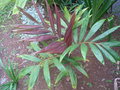 GBPIX_vignette_240928.jpg