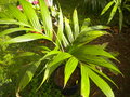 GBPIX_vignette_504781.jpg