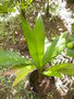 GBPIX_vignette_570285.jpg