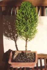 gc01.jpg