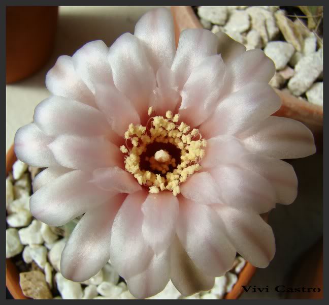 Gcalochlorum3.jpg