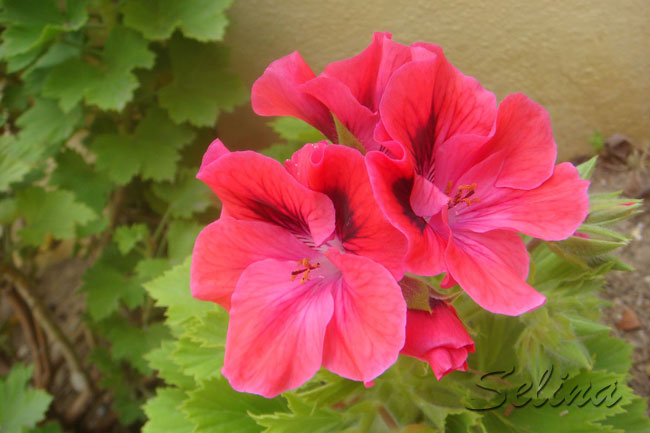 GcZPelargoniuo9j.jpg