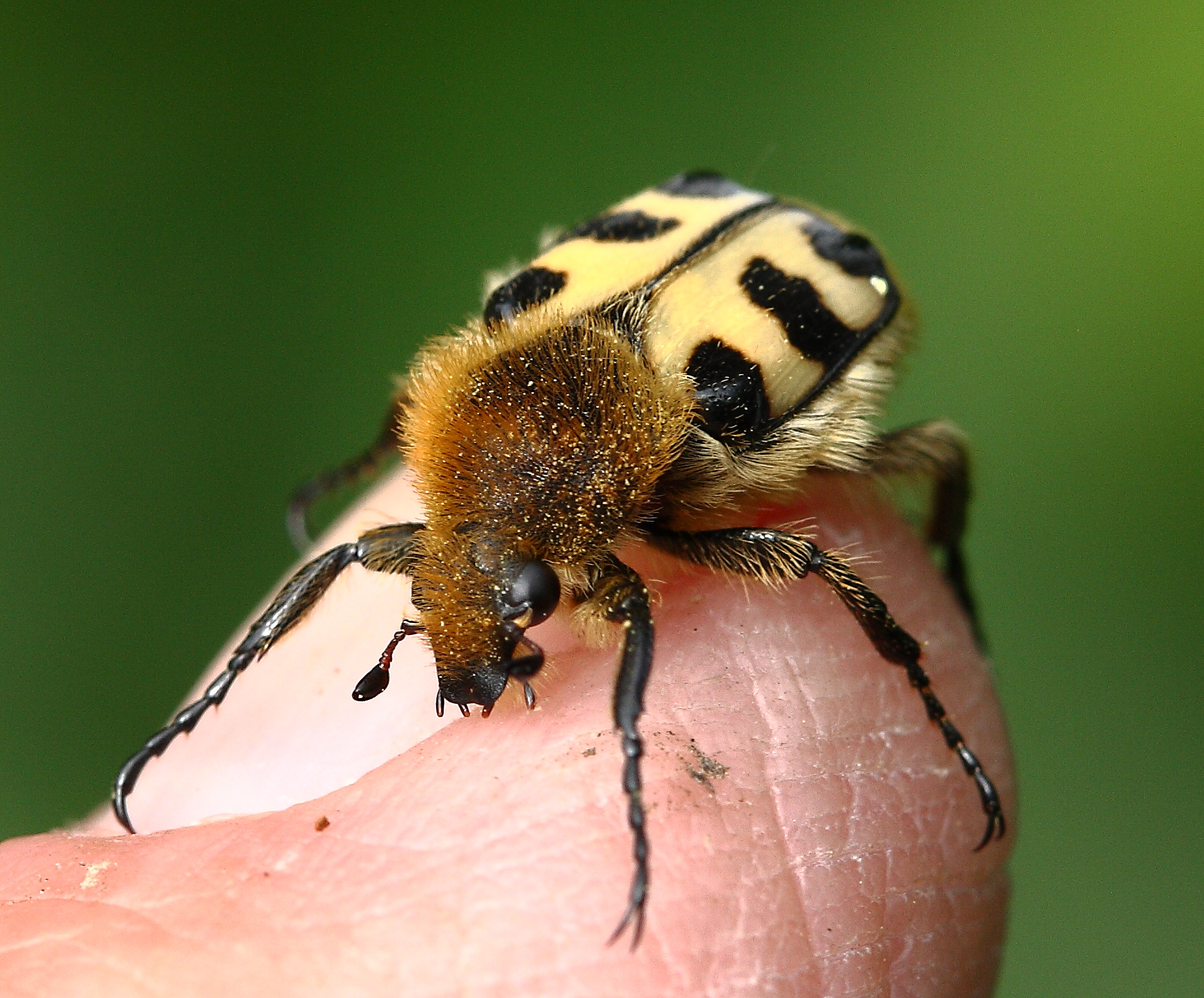 Geb%C3%A4nderter_Pinselk%C3%A4fer_(Trichius_fasciatus)_0510.JPG