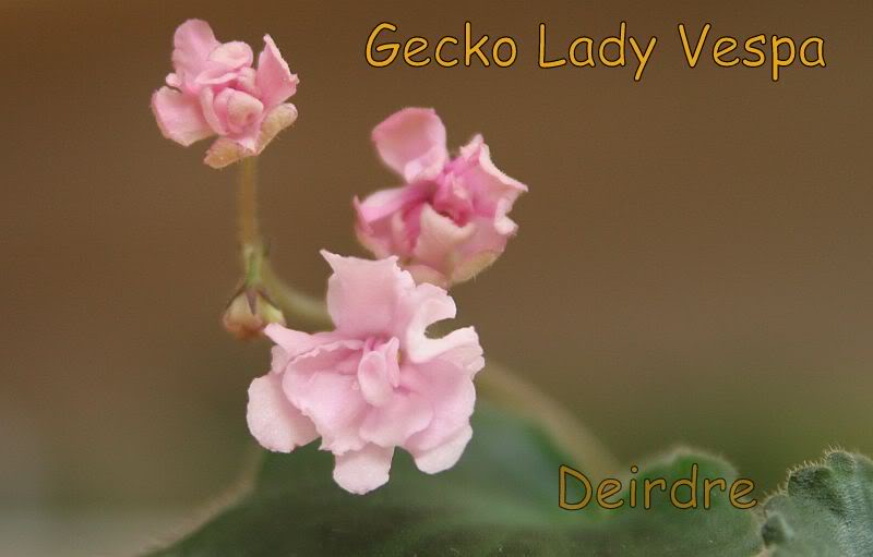 GeckoLadyVespa06.jpg