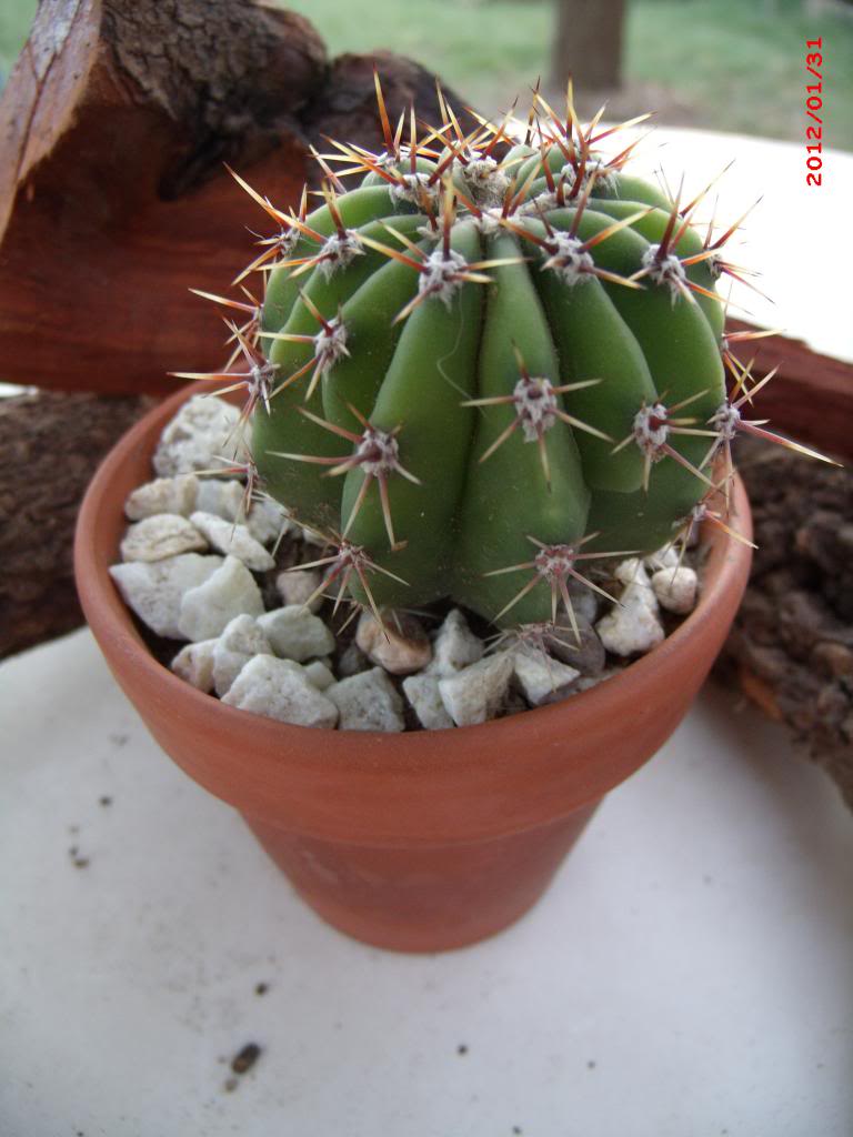 GEDC4968_zps40cf3489.jpg