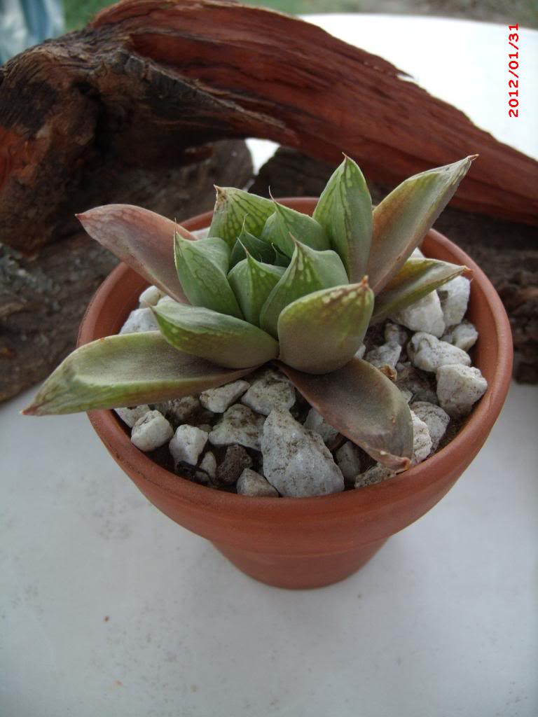 GEDC4993_zpsc43163e8.jpg