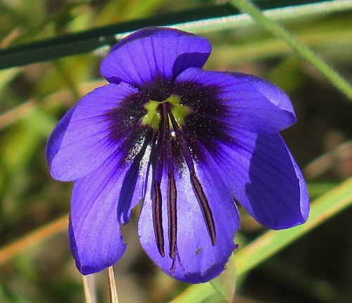 geissorhiza-splendidissima.jpg
