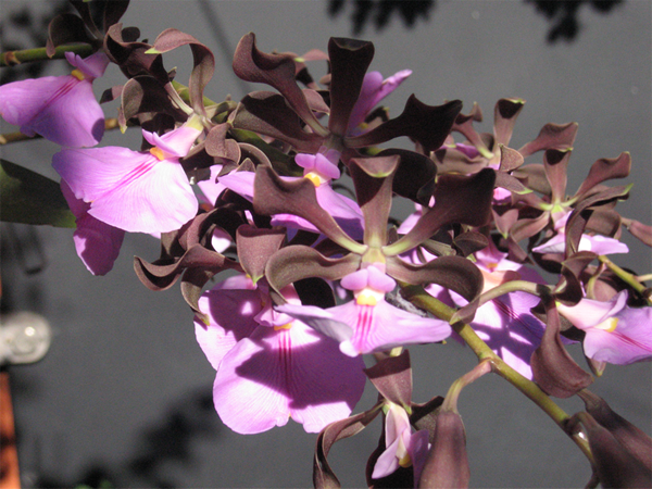 General-encyclia-cordigera-gloria-m.png