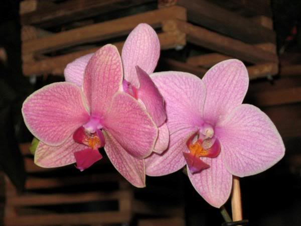 General-Phalaenopsis-hbrida-Roberto.jpg