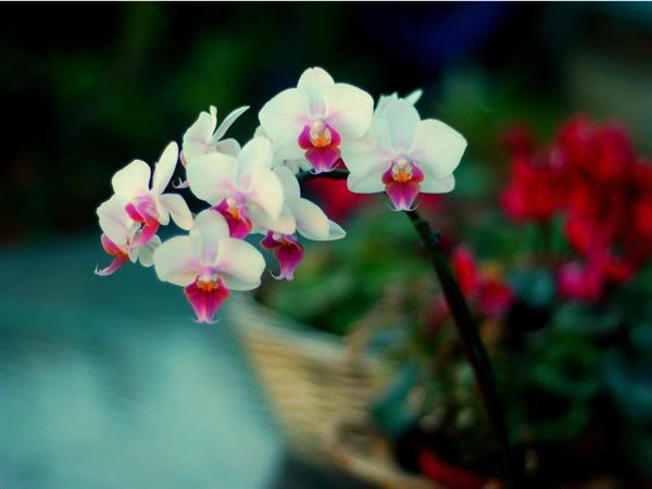 general-phalaenopsis-hibrido-merchi.jpg