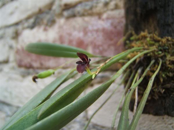 General-Pleurothallis-aristocratica.jpg
