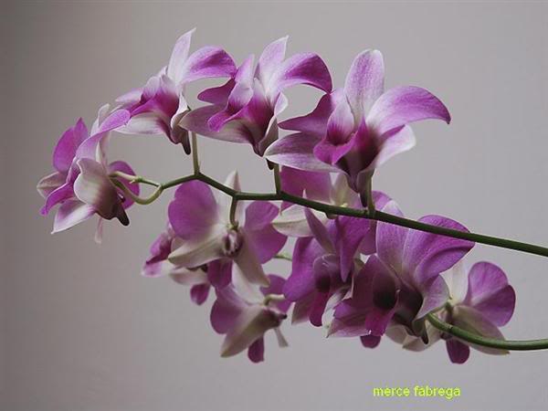 General_Dendrobium-Phalaenopsis_Mer.jpg