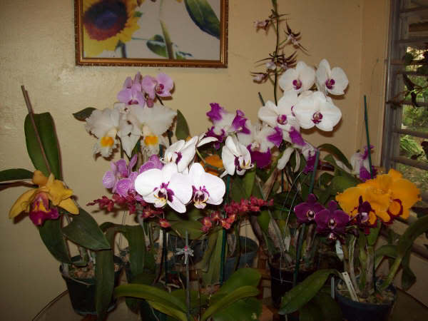 GeneralJardindeOrquideasJasmin.jpg