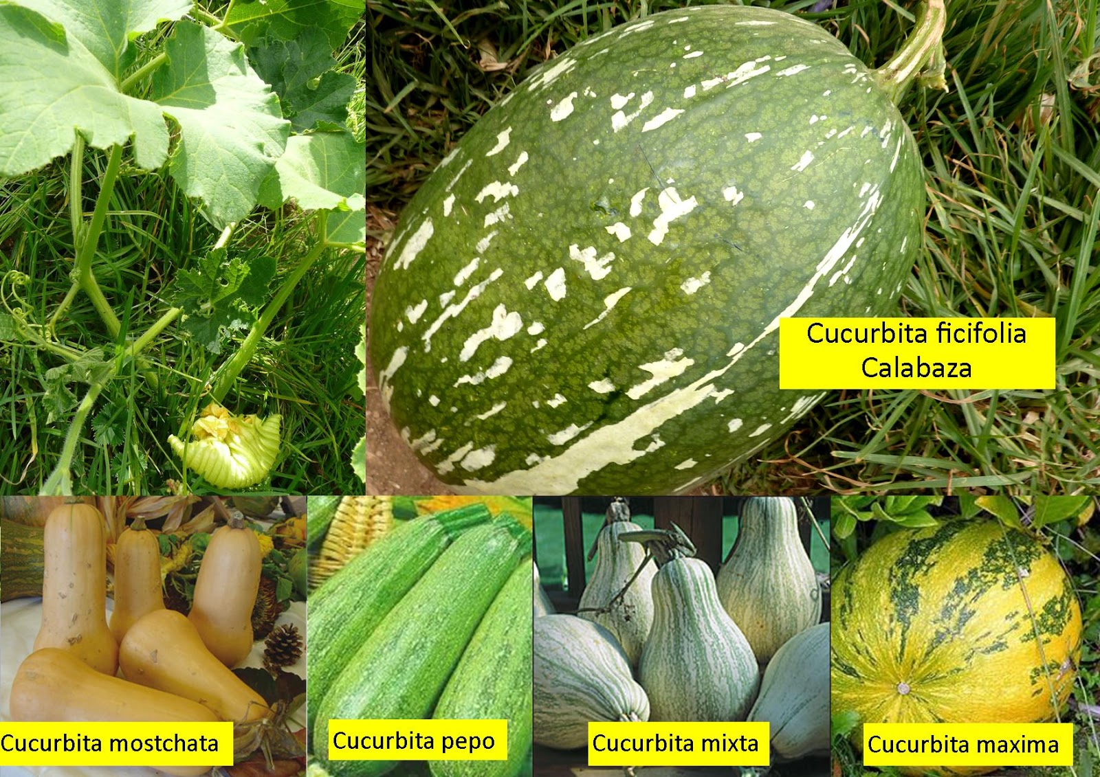 Genero+Cucurbita+Shismay+Huanuco+Peru.jpg