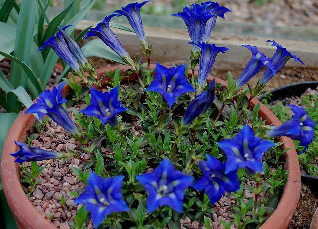 Gentiana%2Bangustifolia%2Ben%2Bmaceta.JPG
