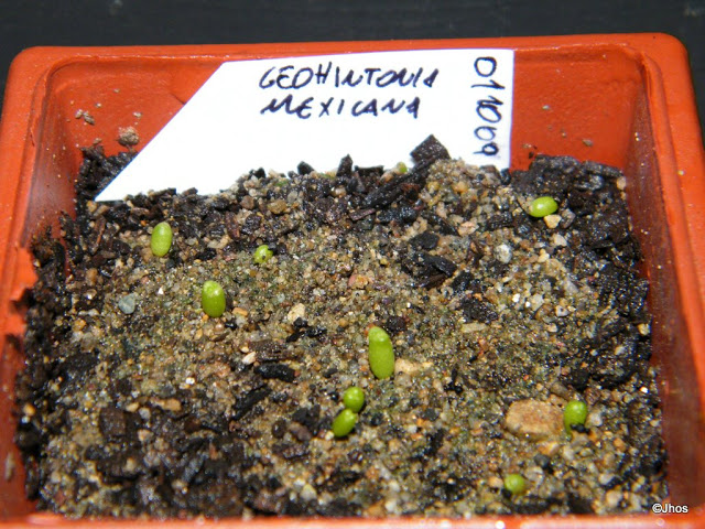 Geohintonia%20Mexicana%2020091126.jpg