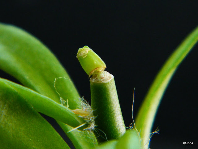 Geohintonia%20Mexicana%2020091217.jpg