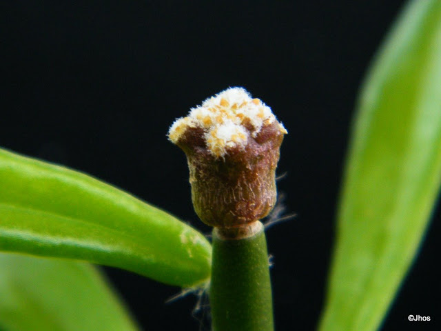 Geohintonia%20Mexicana%2020100103.jpg
