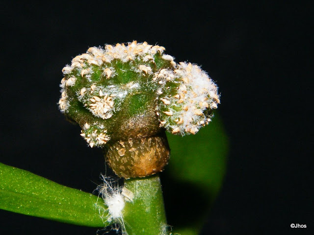 Geohintonia%20Mexicana%2020100204%20001.jpg