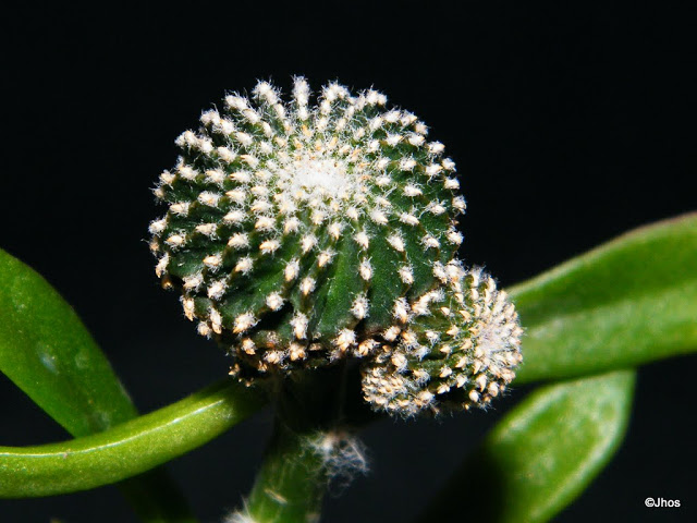 Geohintonia%20Mexicana%2020100525%20026.JPG