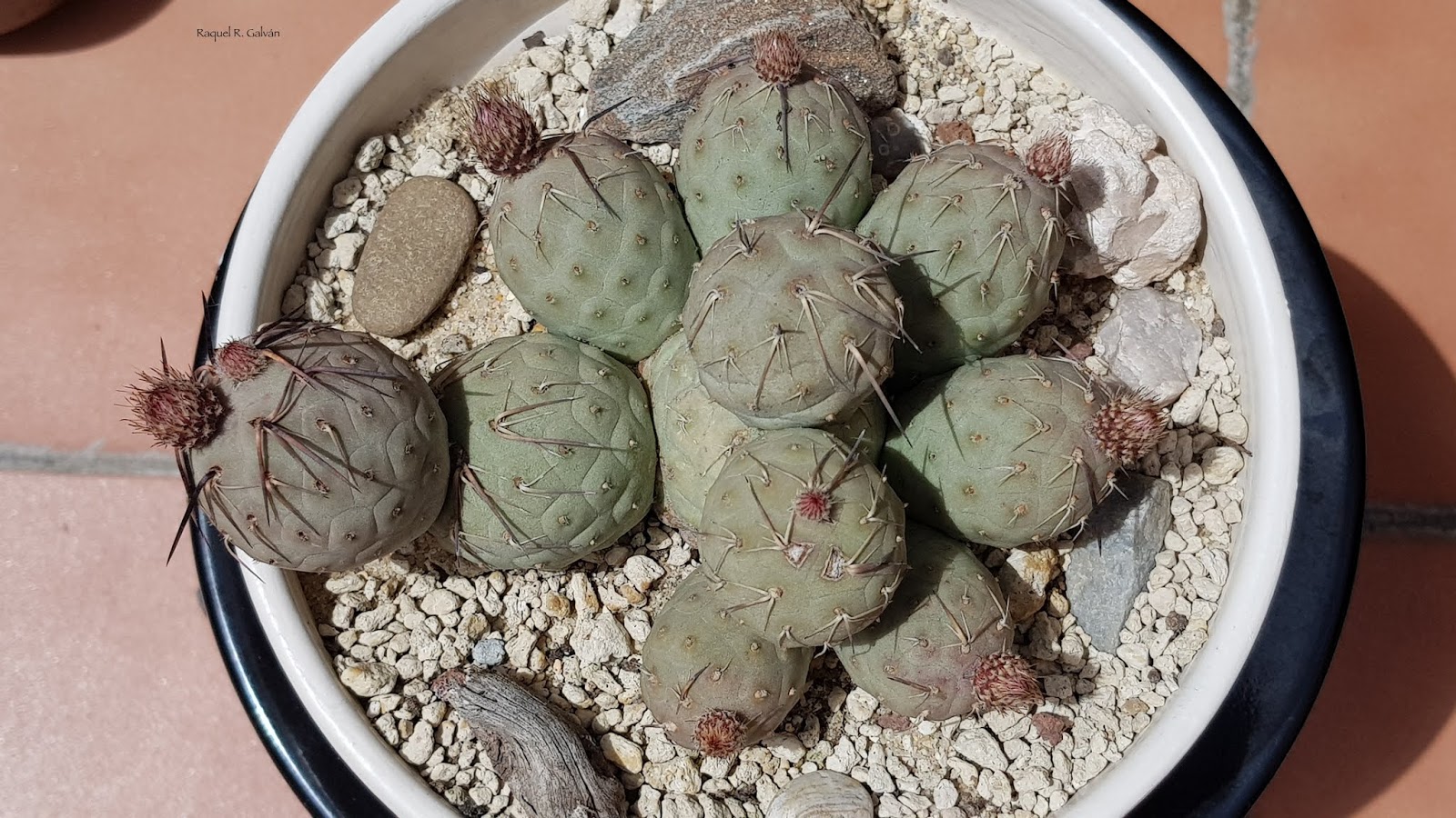 Geometricus%2Bcenital.jpg