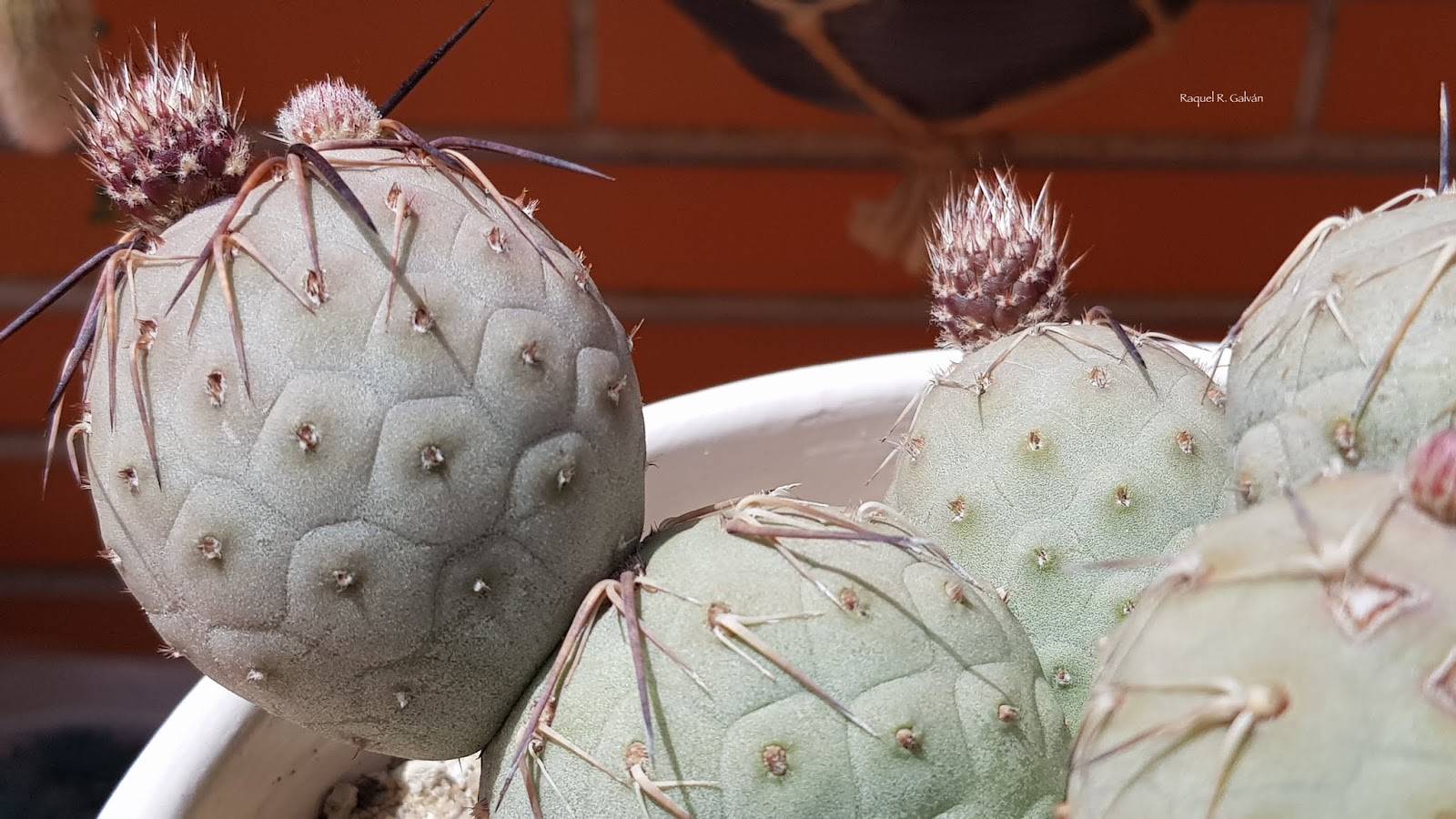Geometricus%2Bcrecimiento%2Bflores%2B2.jpg