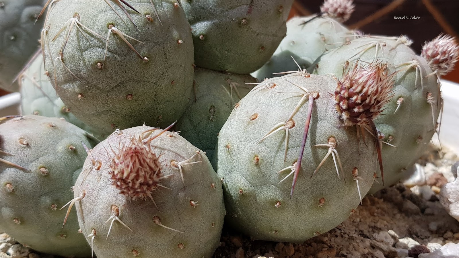 Geometricus%2Bcrecimiento%2Bflores.jpg