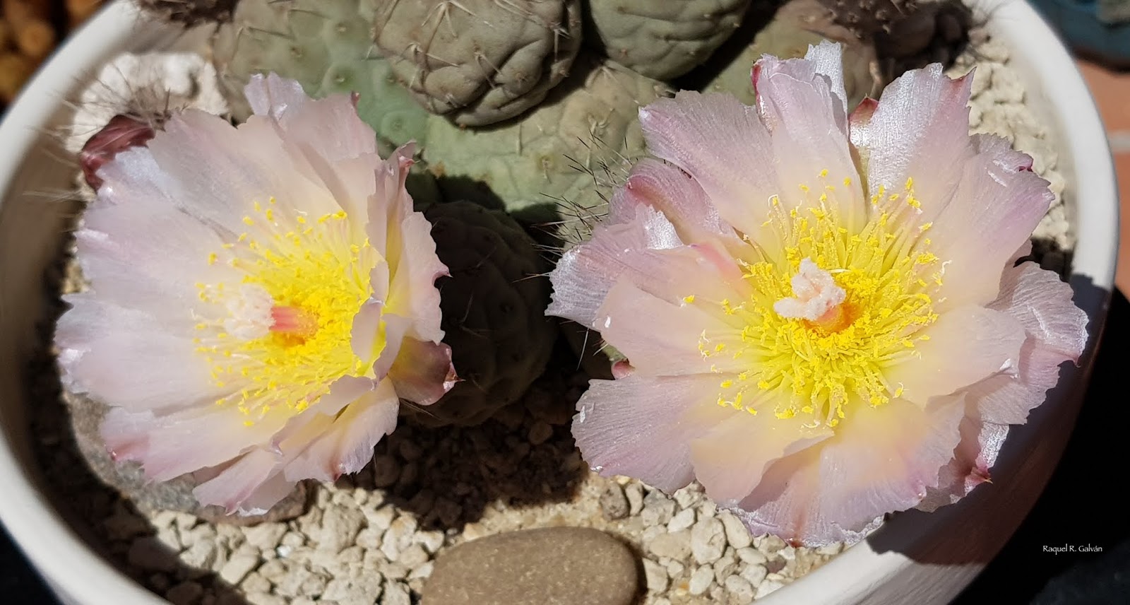 Geometricus%2Bdetalle%2Bpar%2Bde%2Bflores.jpg