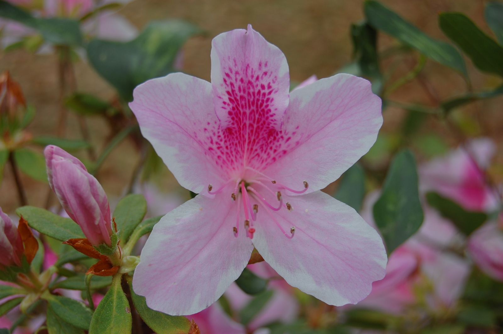 George_Taber_azalea.jpg