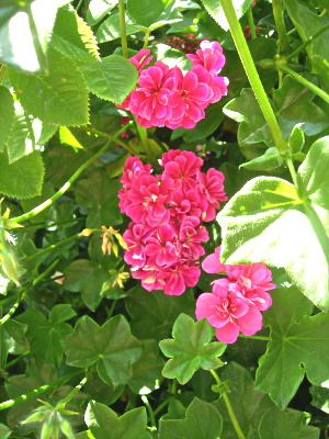 ger-fucs_agua-rosal-pocpix.JPG