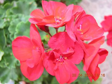 geraneo%20rojo%20ok.JPG