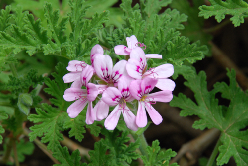 geranio-antimosquitos-detalle-flor.jpg