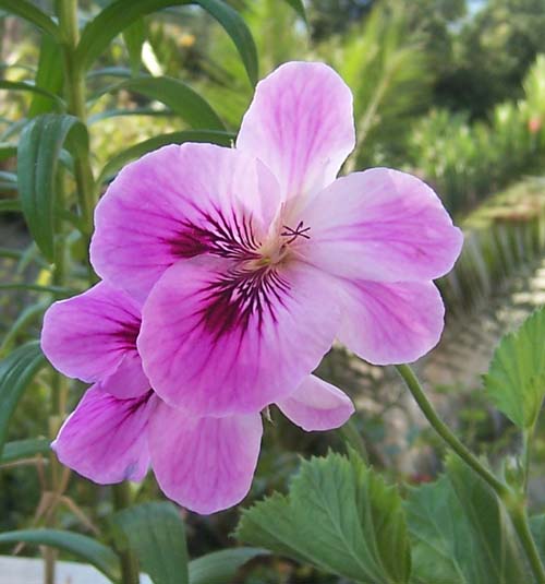 geranio-flor2.jpg