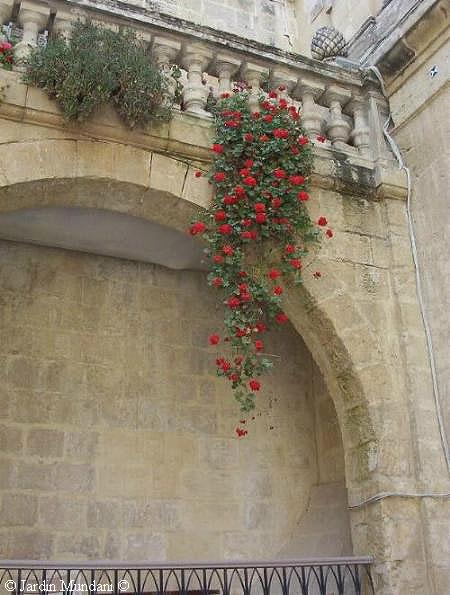geranio-Malta.jpg