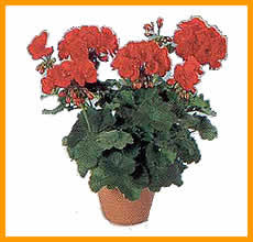 geranio.Pelargonium%20zonale.jpg