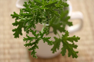 geranio_citronela_1S-thumb-400x266.jpg
