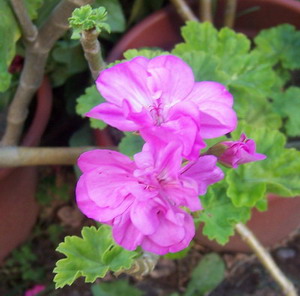 geranios%20y%20pelargonias%201.jpg