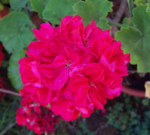 geranios%20y%20pelargonias%202.jpg