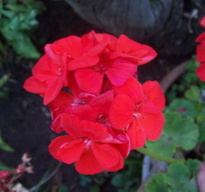 geranios%20y%20pelargonias%204.jpg