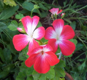geranios%20y%20pelargonias%205.jpg