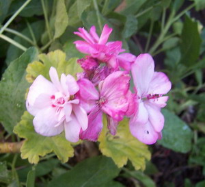 geranios%20y%20pelargonias%206.jpg