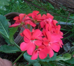 geranios%20y%20pelargonias%208.jpg