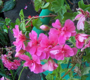 geranios%20y%20pelargonias%209a.jpg