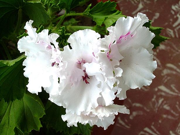 geranios bicolor.JPG