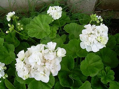 Geranios blancos.JPG